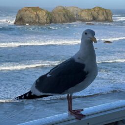 Explore Bandon, Sunset Oceanfront Lodging