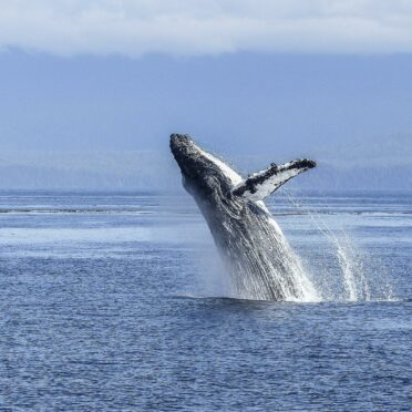 Explore Bandon, Sunset Oceanfront Lodging